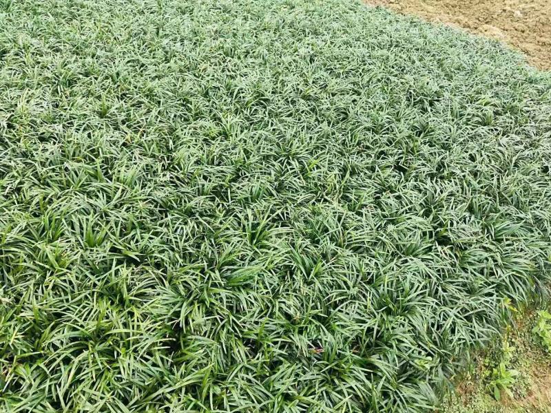 本基地常年供应各种苗木花卉30玉龙草，质量保证，工程苗木