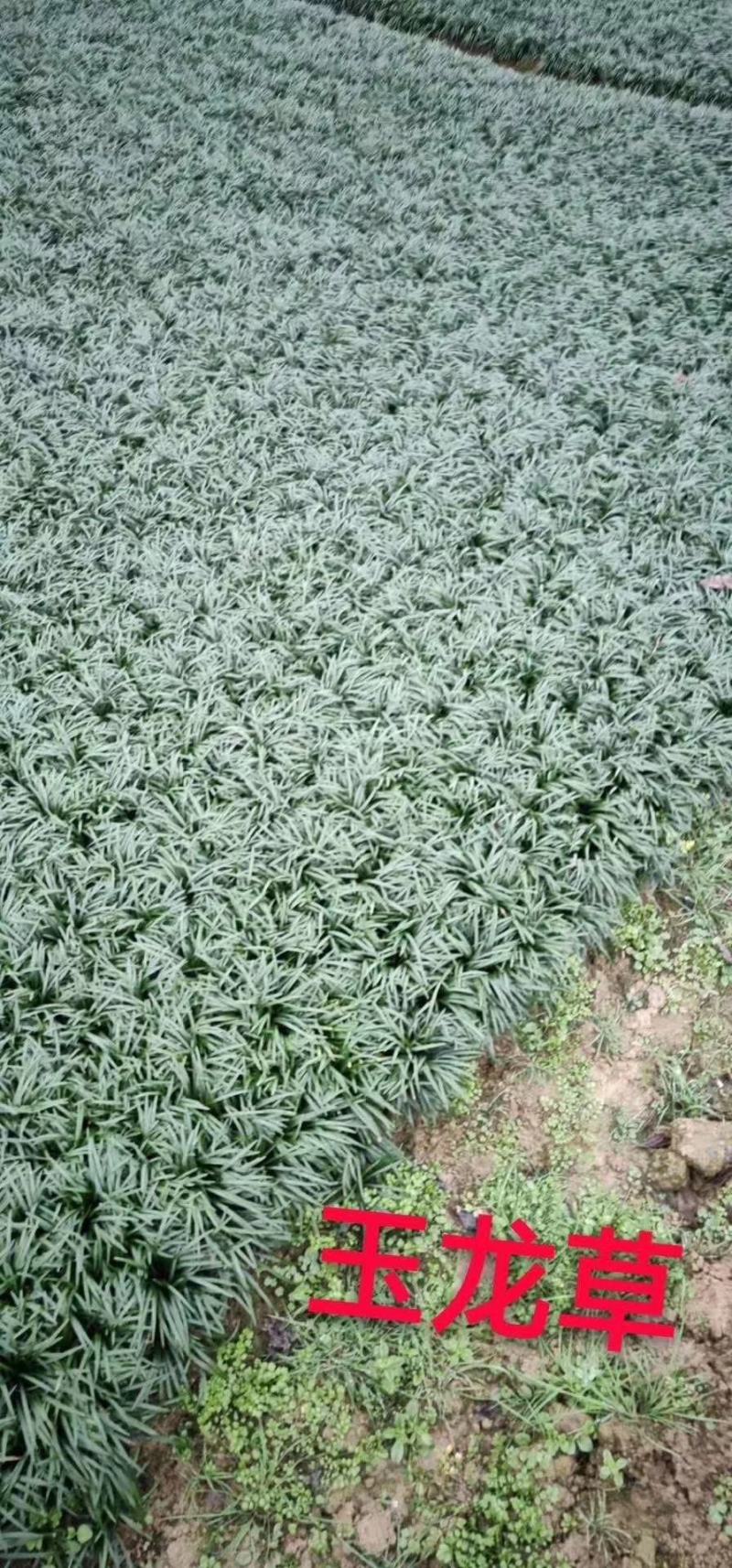 本基地常年供应各种苗木花卉30玉龙草，质量保证，工程苗木