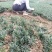 本基地常年供应各种苗木花卉30玉龙草，质量保证，工程苗木