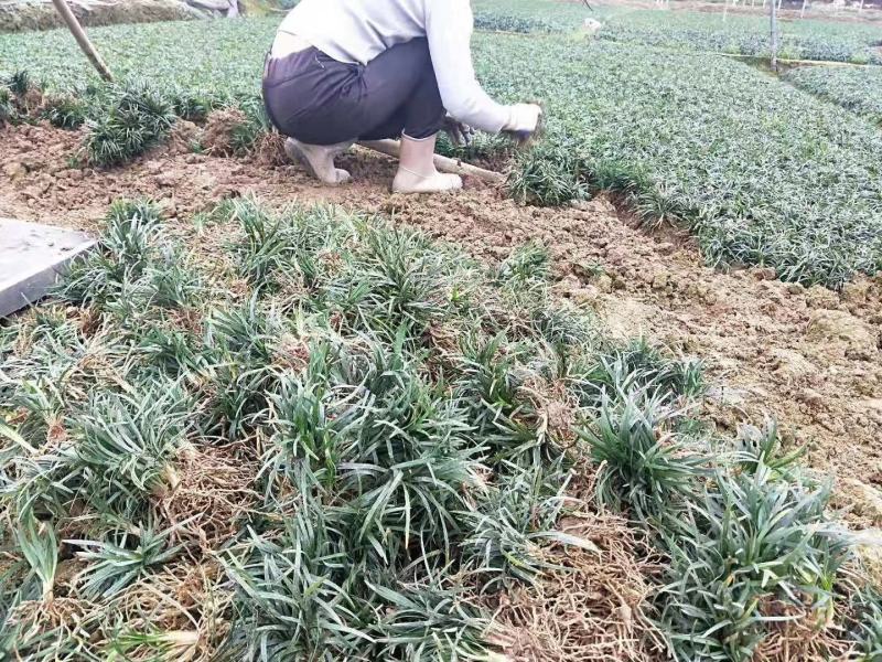 本基地常年供应各种苗木花卉30玉龙草，质量保证，工程苗木