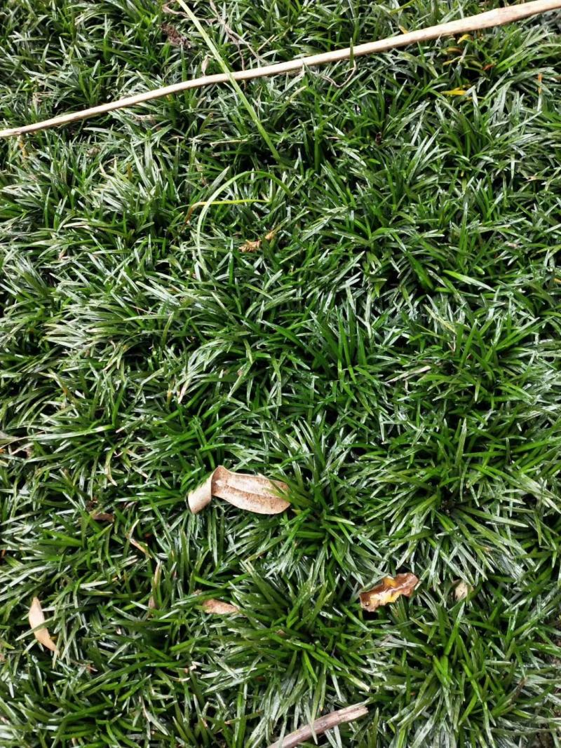 本基地常年供应各种苗木花卉30玉龙草，质量保证，工程苗木