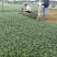 本基地常年供应各种苗木花卉30玉龙草，质量保证，工程苗木