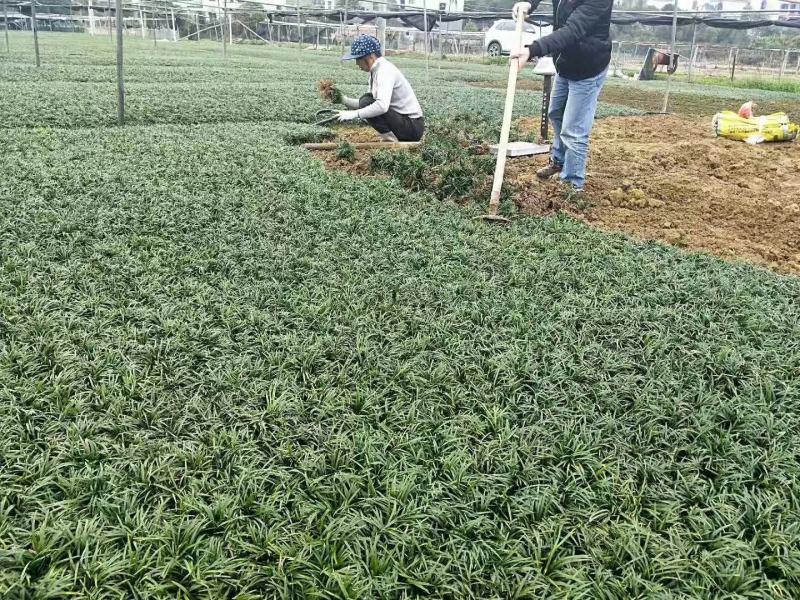 本基地常年供应各种苗木花卉30玉龙草，质量保证，工程苗木