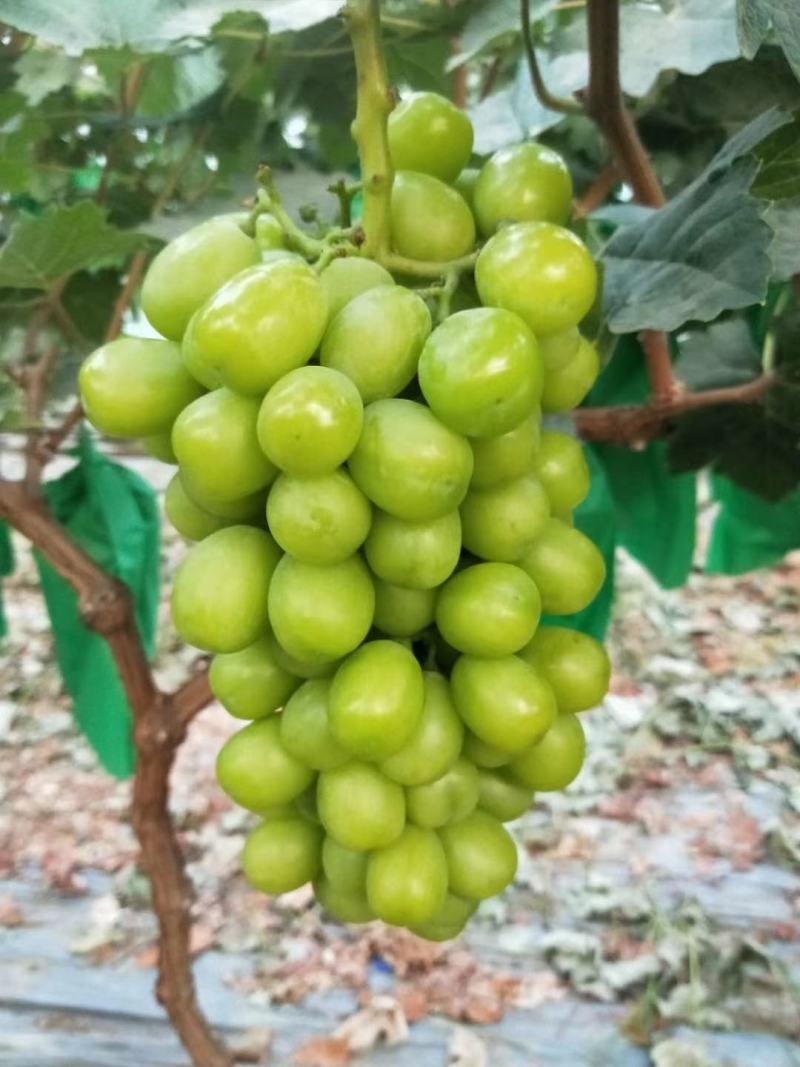 阳光玫瑰葡萄，大量上市，口感香甜，欢迎采购