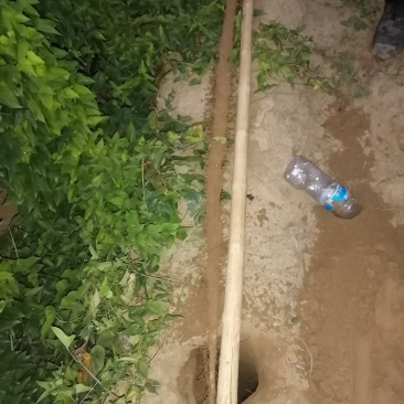 千亩沙土铁棍山药基地