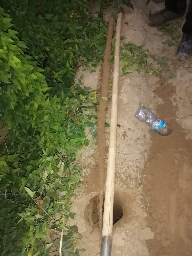 千亩沙土铁棍山药基地