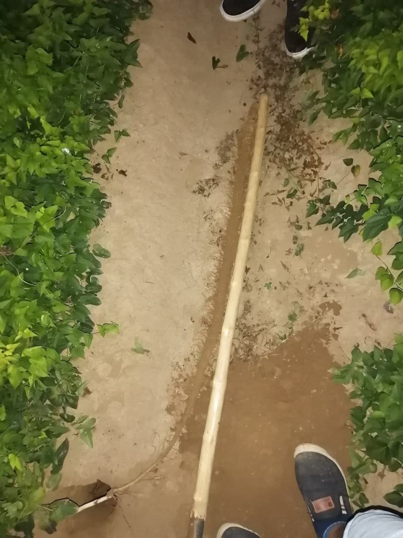 千亩沙土铁棍山药基地