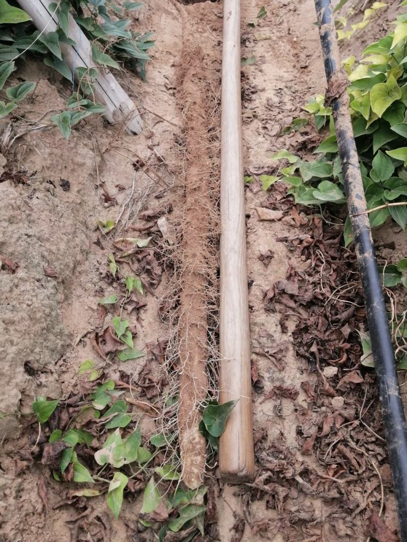 千亩沙土铁棍山药基地