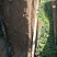 千亩沙土铁棍山药基地