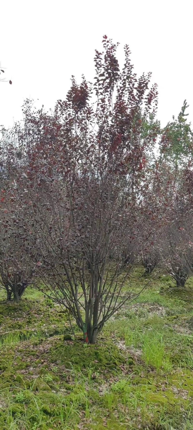 四川成都温江基地苗圃丛生红叶李，质量保证