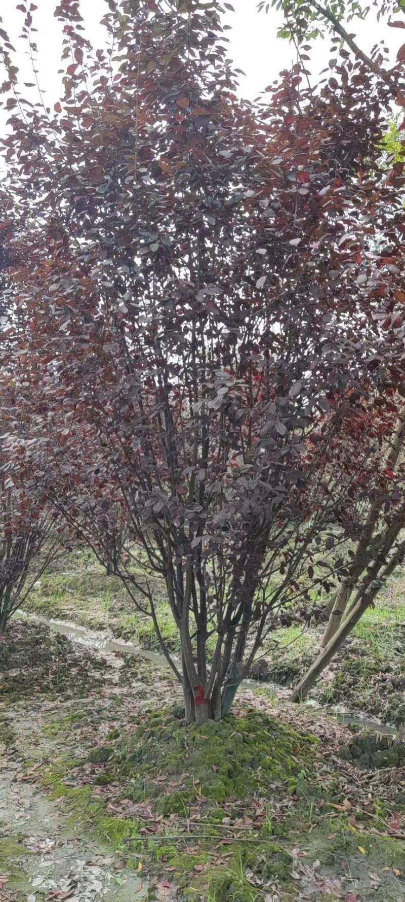 四川成都温江基地苗圃丛生红叶李，质量保证
