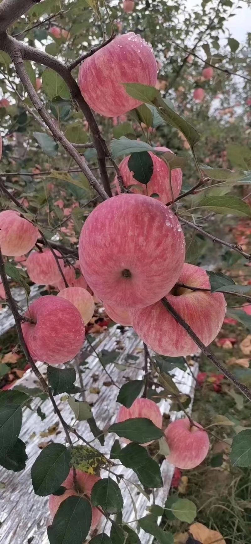 陕西红富士苹果，香脆可口甜？