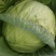 大量销售农家肥包菜，冬宝。