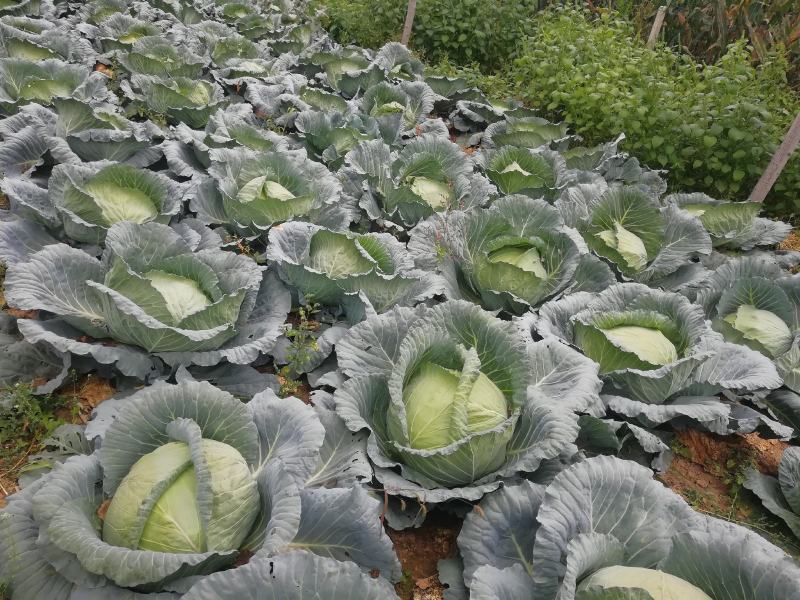 大量销售农家肥包菜，冬宝。