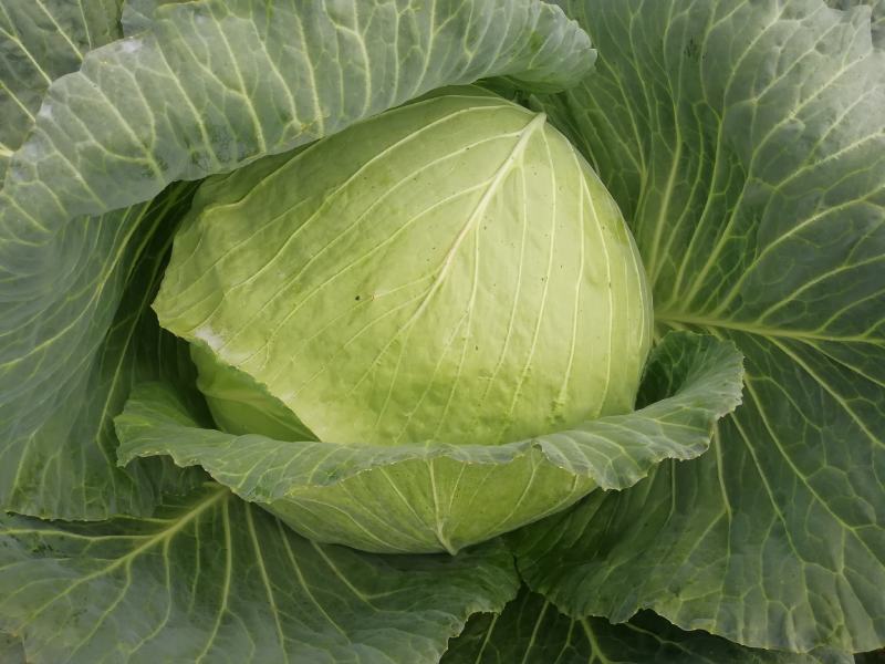 大量销售农家肥包菜，冬宝。