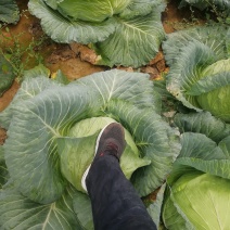 大量销售农家肥包菜，冬宝。