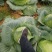 大量销售农家肥包菜，冬宝。