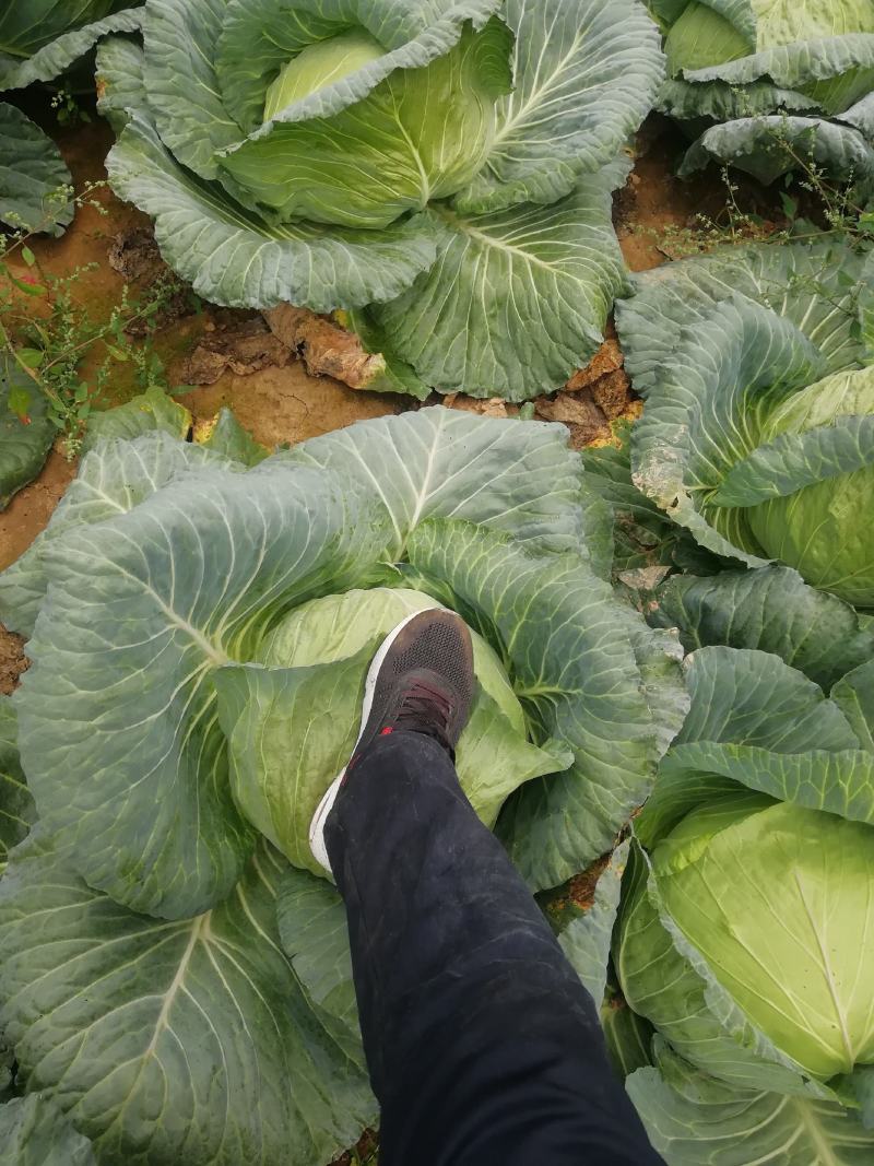 大量销售农家肥包菜，冬宝。