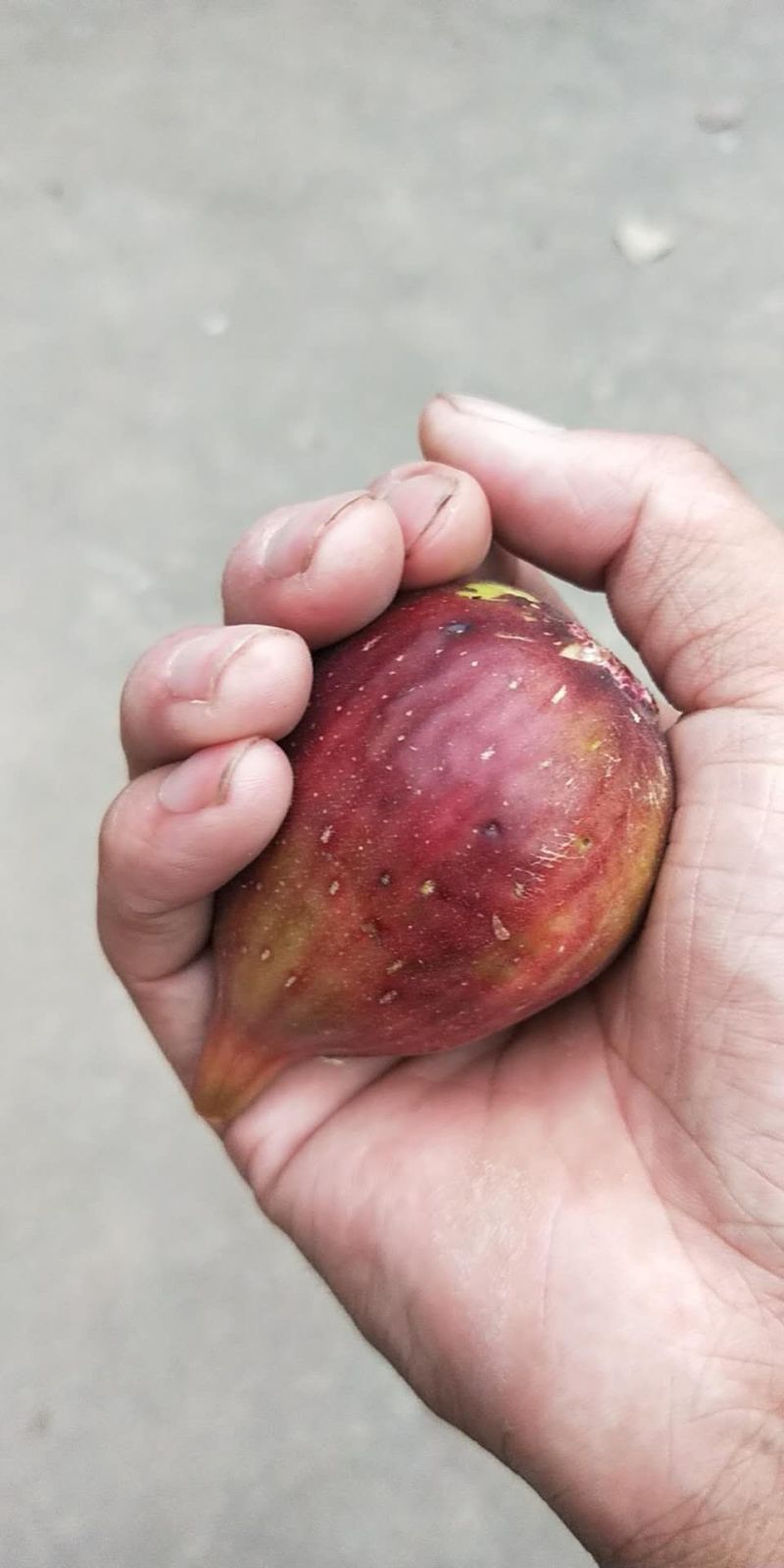 无花果树苗地栽盆栽南北方种植波姬红特大四季无花果当年结果