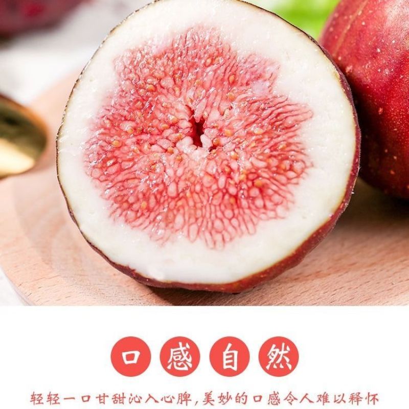 无花果树苗地栽盆栽南北方种植波姬红特大四季无花果当年结果