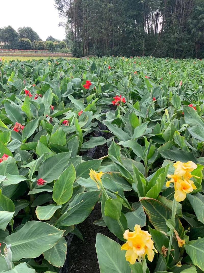 四川成都温江基地苗圃美人蕉，基地货，质量保证