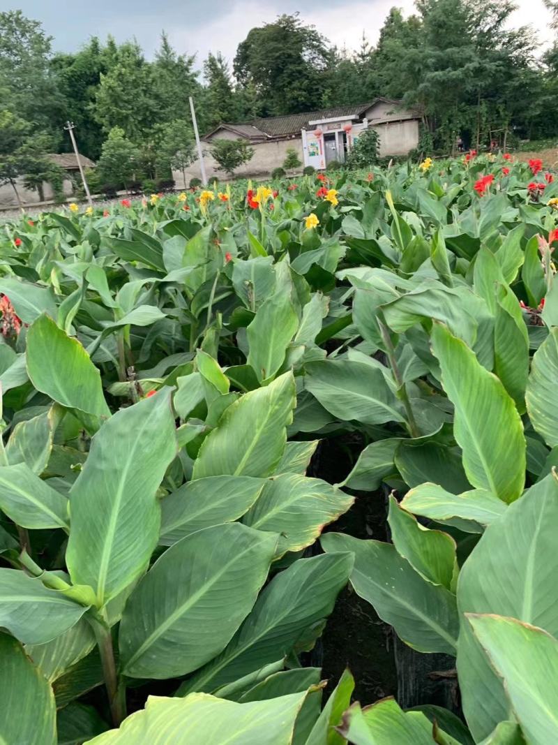 四川成都温江基地苗圃美人蕉，基地货，质量保证