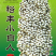 矮杆白粱种子，高产抗病高粱种子
