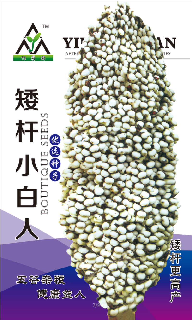 矮杆白粱种子，高产抗病高粱种子