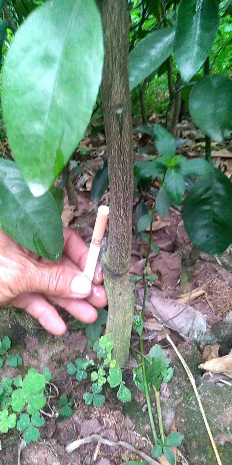 沃柑（091）大杯苗，苗木健壮、手续齐全、欢迎抢购。