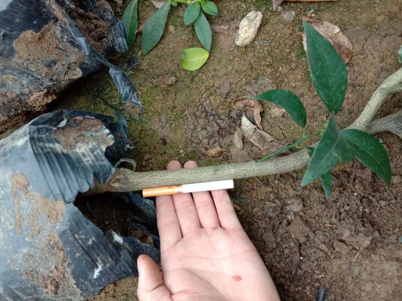 沃柑（091）大杯苗，苗木健壮、手续齐全、欢迎抢购。