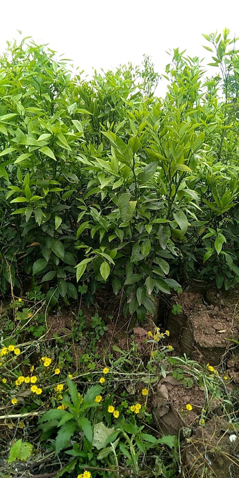 沃柑（091）大杯苗，苗木健壮、手续齐全、欢迎抢购。