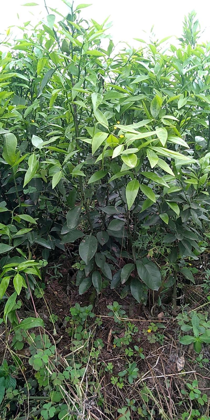沃柑（091）大杯苗，苗木健壮、手续齐全、欢迎抢购。