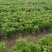 四川成都温江基地苗圃木春菊，质量保证，基地货