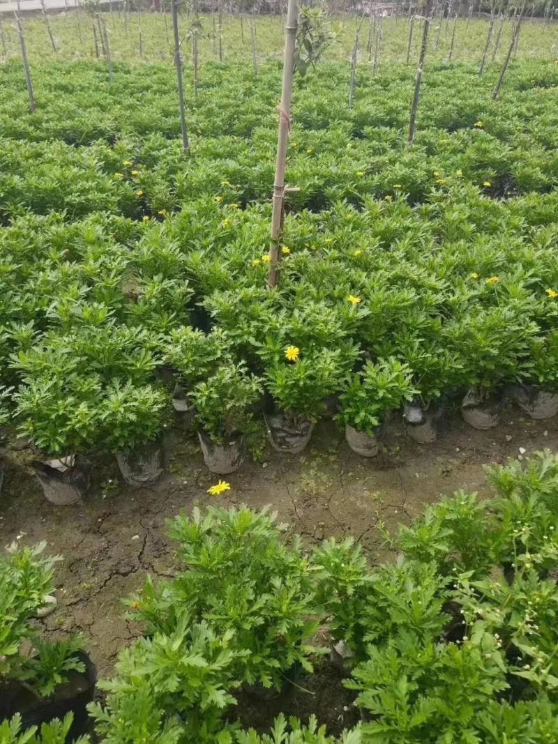 四川成都温江基地苗圃木春菊，质量保证，基地货