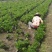 四川成都温江基地苗圃木春菊，质量保证，基地货