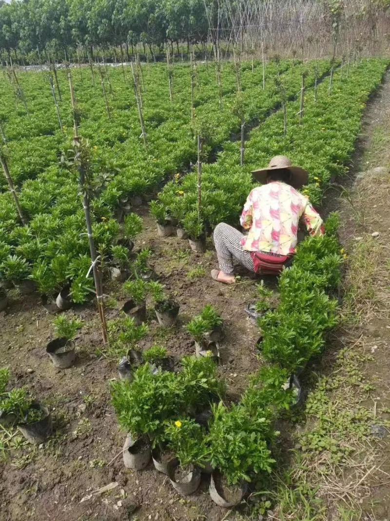 四川成都温江基地苗圃木春菊，质量保证，基地货