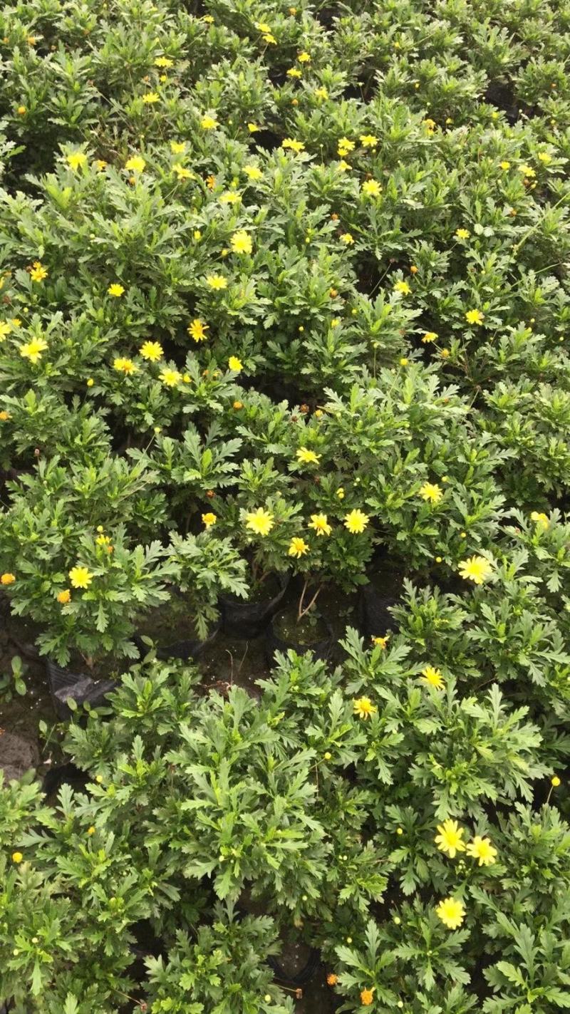 四川成都温江基地苗圃木春菊，质量保证，基地货
