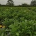 四川成都温江基地苗圃木春菊，质量保证，基地货