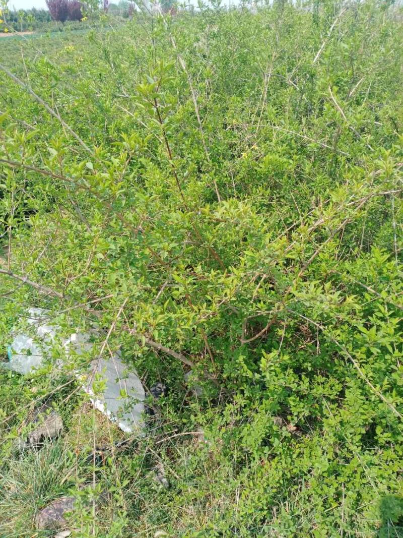 连翘苗，药用连翘苗，华北连翘，山西连翘苗