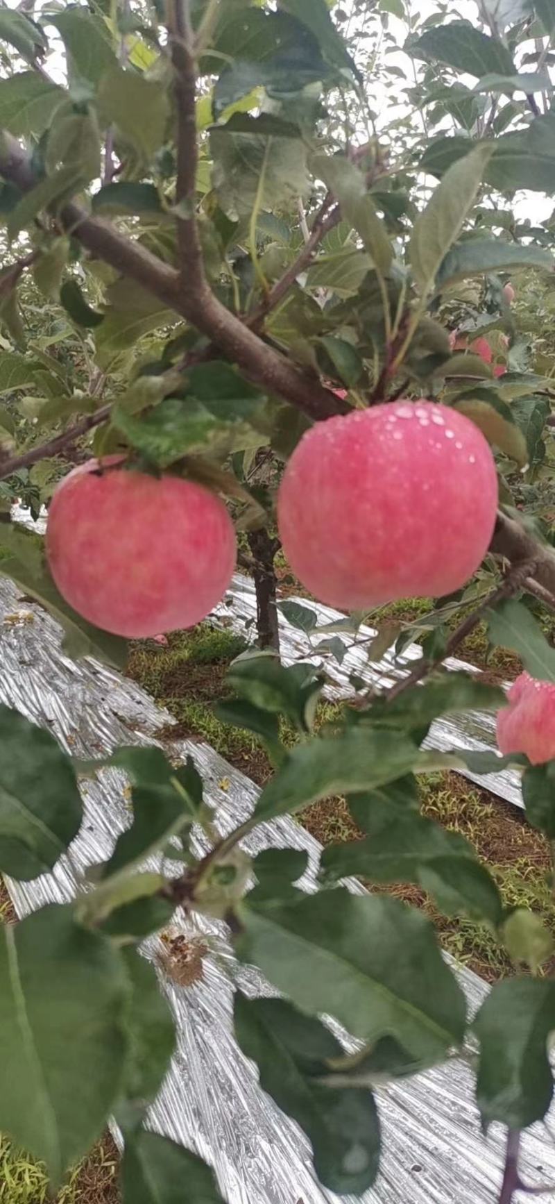 长富富士苹果口感脆甜水份足