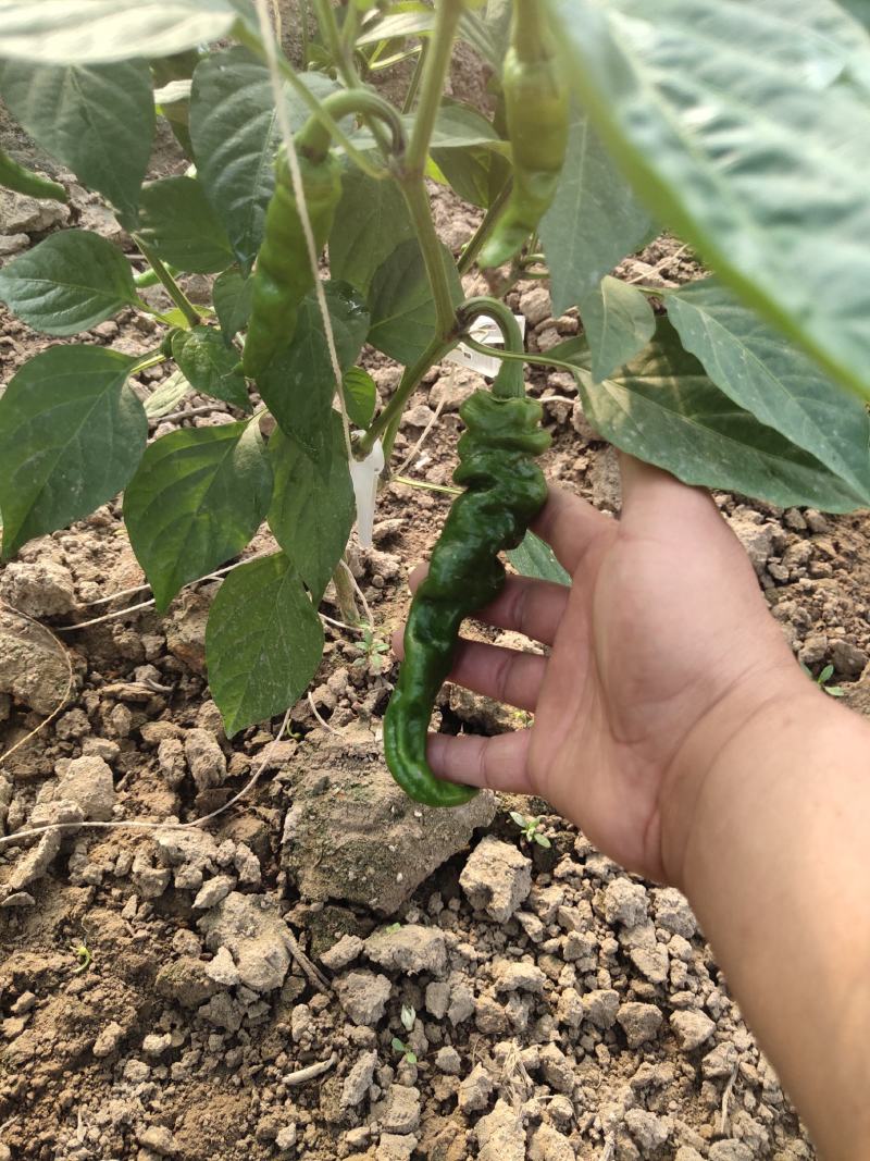 陇椒大量上市欢迎新老客户