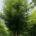 香花槐8.9.10公分
