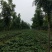 北栾3至15公分。自己苗圃，北京栾