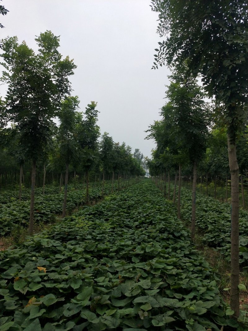 北栾3至15公分。自己苗圃，北京栾