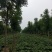 北栾3至15公分。自己苗圃，北京栾