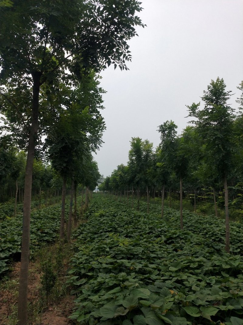 北栾3至15公分。自己苗圃，北京栾
