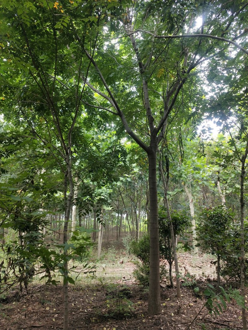 北栾3至15公分。自己苗圃，北京栾