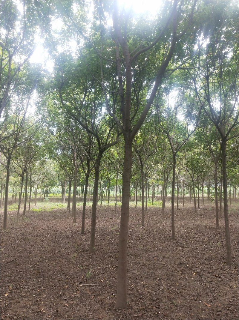 北栾3至15公分。自己苗圃，北京栾