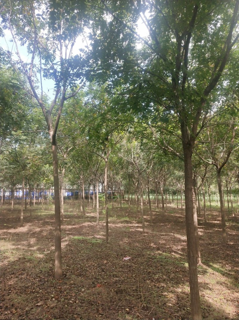 北栾3至15公分。自己苗圃，北京栾