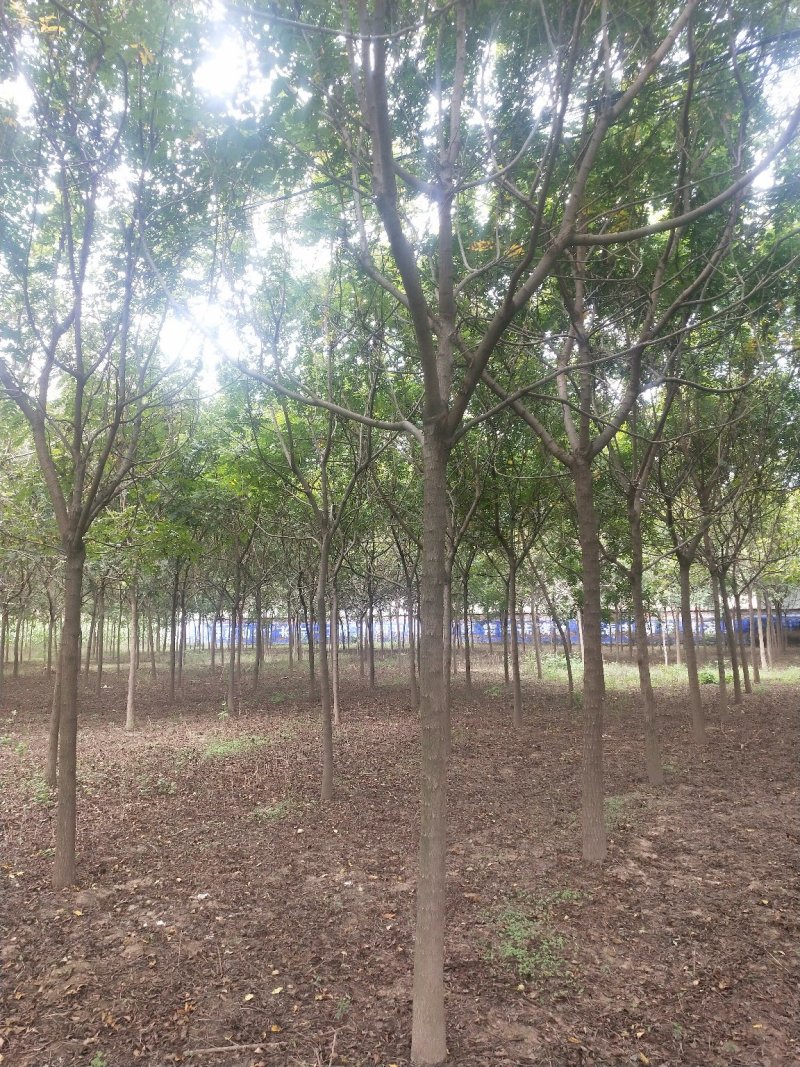 北栾3至15公分。自己苗圃，北京栾
